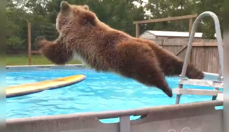 Grizzlybär strahlt stolz in die Kamera, nachdem er im Schwimmbad von Florida einen großen Bauchklatscher gemacht hat