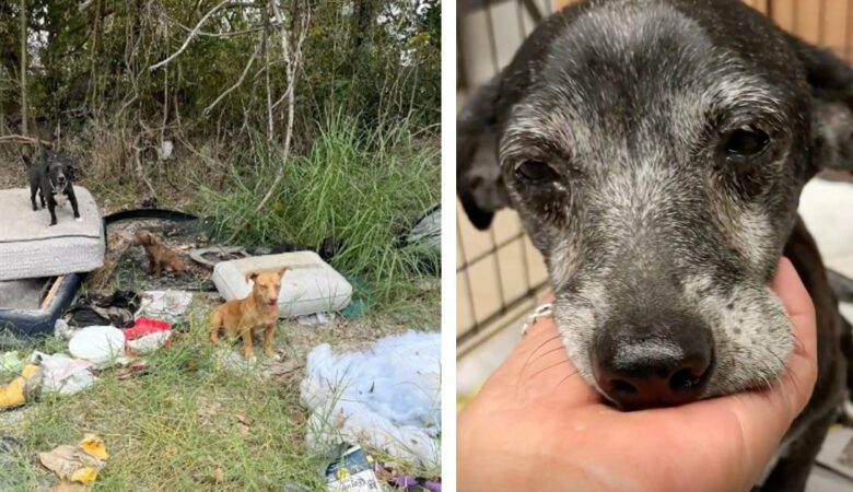 Frau findet drei Generationen einer “weggeworfenen” Hundefamilie und schwört, ihnen ein neues Leben zu geben