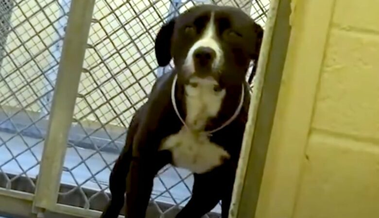Schüchterner Tierheimhund rastet aus, als er merkt, dass er adoptiert wird