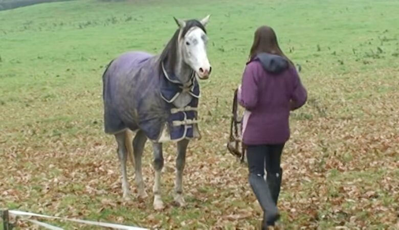 Pferd vereint sich nach wochenlanger Trennung wieder mit seinem geliebten Besitzer