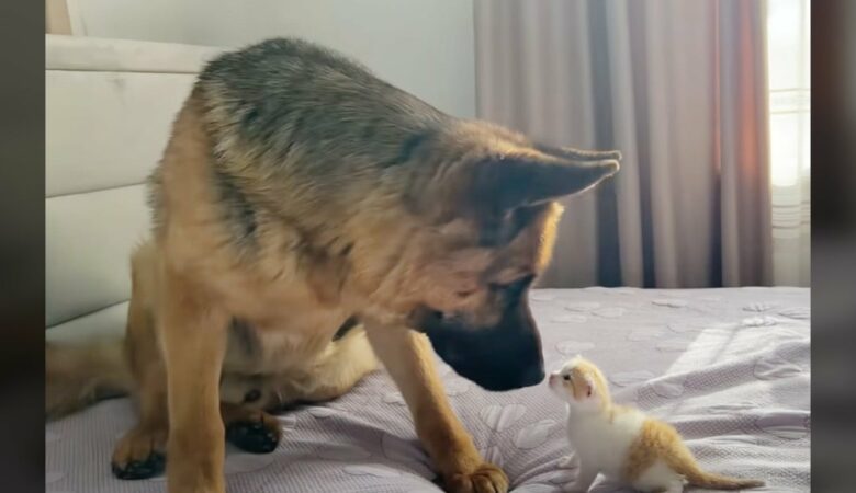 Deutscher Schäferhund bringt Herzen zum Schmelzen mit Verwirrung über das Miauen eines Kätzchens