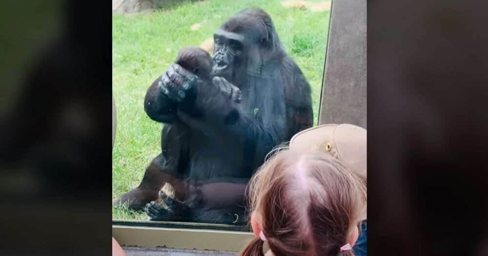 Gorillamama zeigt ihr Baby und gibt Küsse auf die Stirn