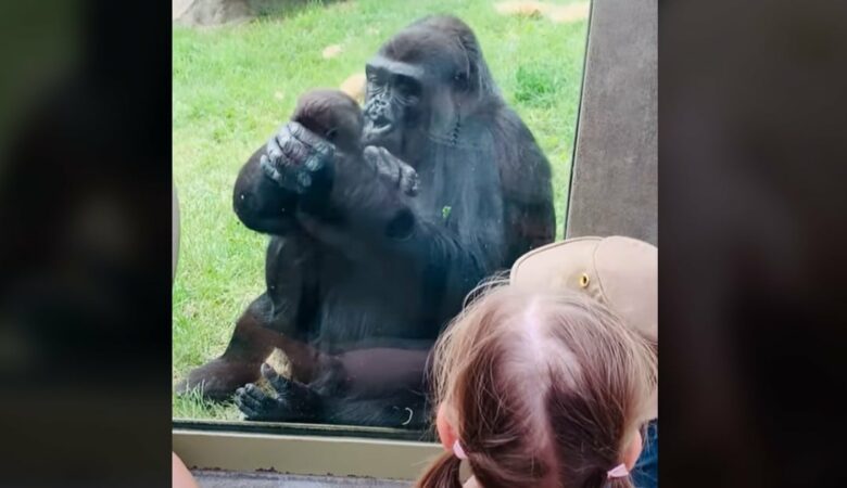Gorillamama zeigt ihr Baby und gibt Küsse auf die Stirn