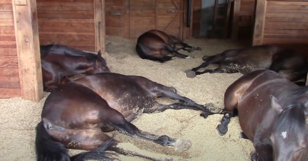 Besitzer filmt friedlich schnarchende und furzende Pferde im Stall