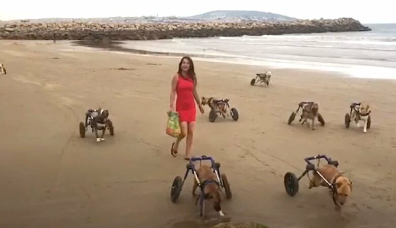 Frau nimmt 18 behinderte Hunde zum ersten Mal mit an den Strand