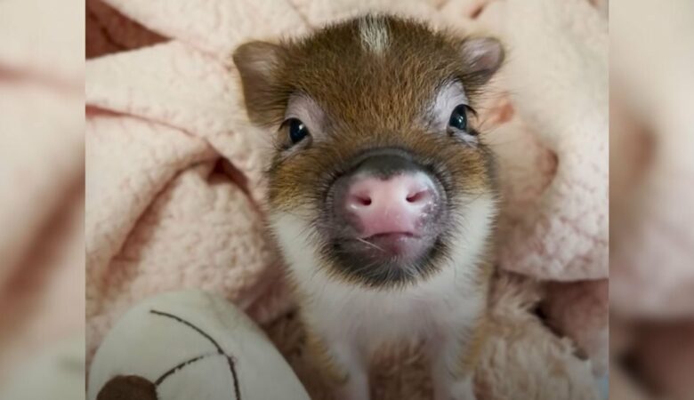 Kleines Schwein, das es liebt, geliebt zu werden, wehrt sich, wenn seine Pflegemutter ihn nicht mehr küsst