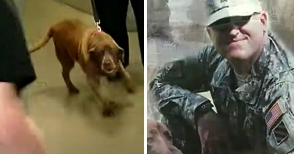 Armee-Veteran mit gebrochenem Herzen, der sich von seinem K9-Partner trennen musste, sieht Hund 2 Jahre später wieder