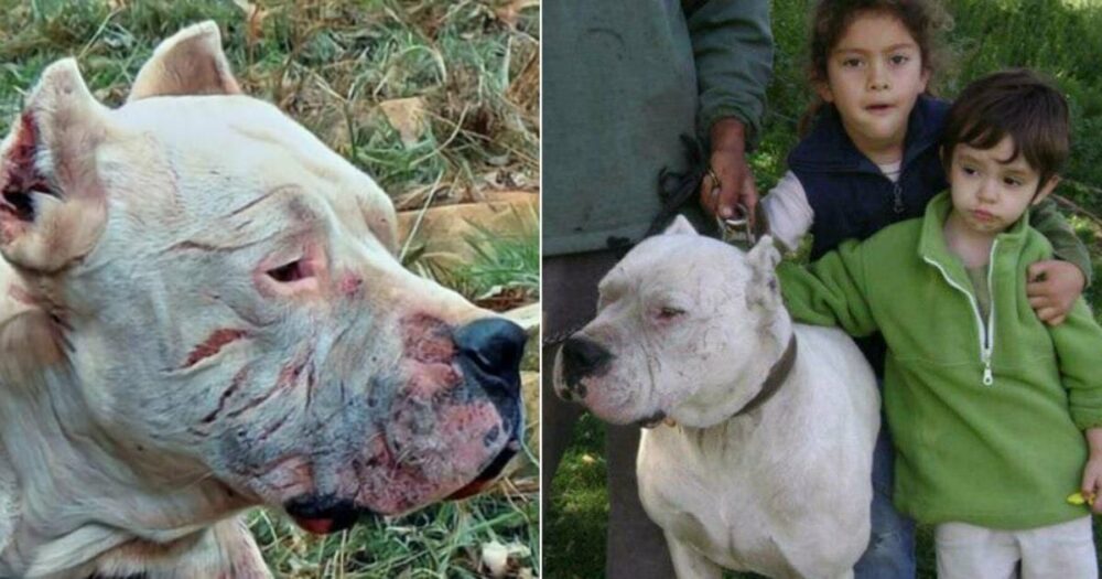 Heldenhafter Hund aus Argentinien setzt sein Leben aufs Spiel, um kleine Mädchen vor einem wilden Pumaangriff zu retten