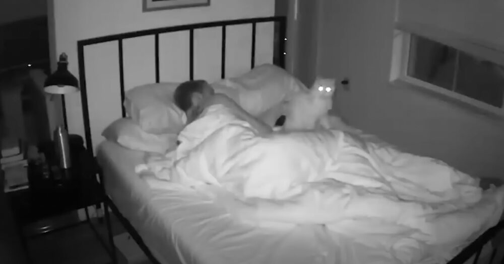 Der Besitzer stellt eine Kamera im Schlafzimmer auf, um endlich die Aktionen seiner hinterhältigen Katze aufzeichnen zu können