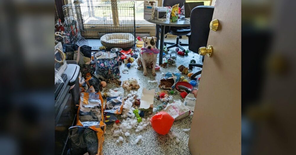Tierheimhund, der allein im Büro zurückgelassen wurde, beschließt, eine riesige “Spielzeugparty” zu feiern