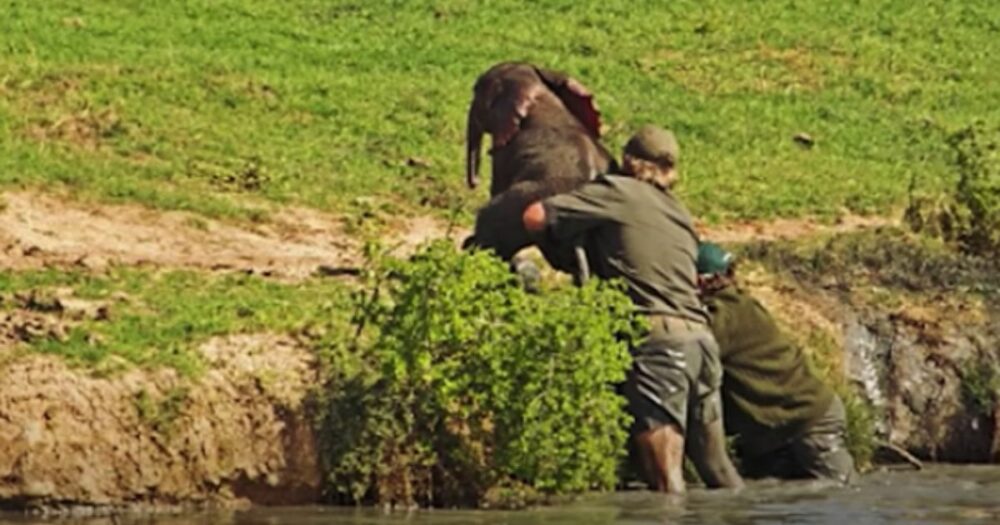 Mann rettet ertrinkendes Elefantenbaby und die Herde dreht sich um, um ihm zu “danken