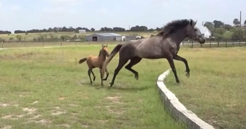 Pferdemama bringt ihrem Baby zärtlich bei, wie man über eine Mauer springt