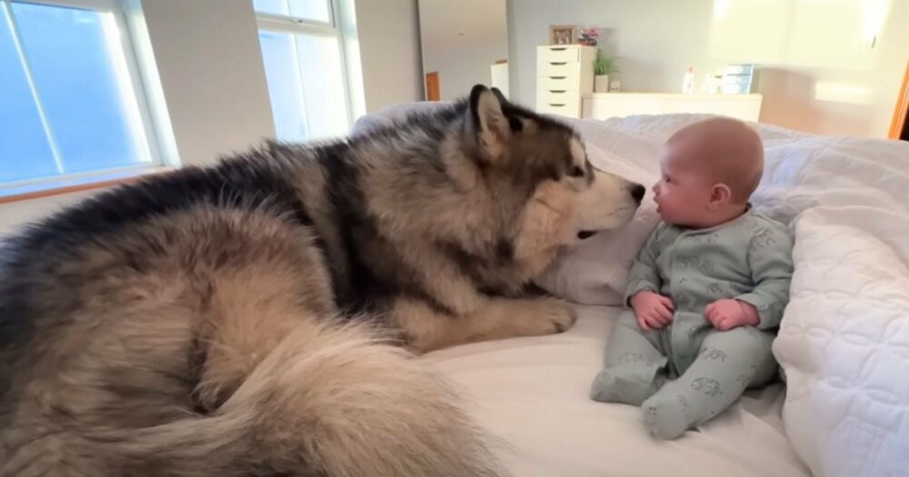 Husky bringt Herzen mit süßer “Entschuldigung” zum Schmelzen, wenn Baby umfällt