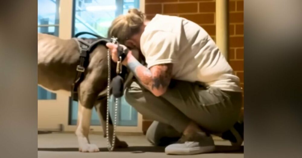 Pittie aus dem Tierheim “gerade noch rechtzeitig” gerettet, schmilzt emotional in die Arme seines Retters