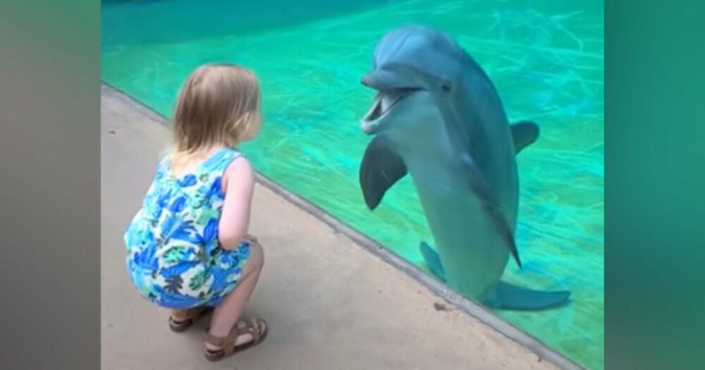 Kleines Mädchen bringt Herzen zum Schmelzen, wenn es sich mit einem sehr geselligen Delfin unterhält