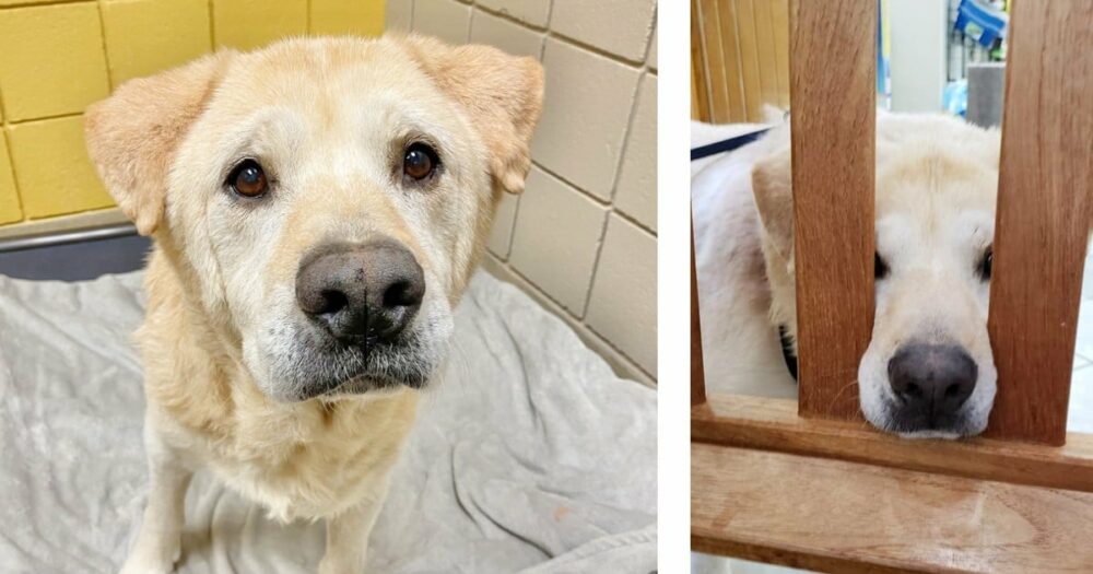 teddybärgesicht”-Seniorenhund versteht nicht, warum er sieben Mal ins Tierheim zurückgebracht wurde