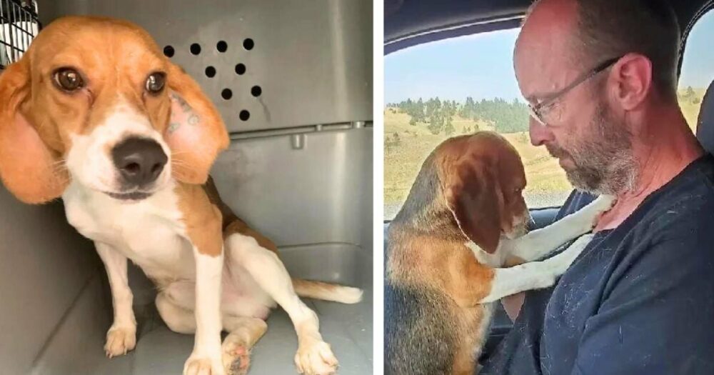 Aus einem Labor geretteter Beagle springt einem Mann auf den Schoß und zeigt seine Dankbarkeit” auf emotionale Weise