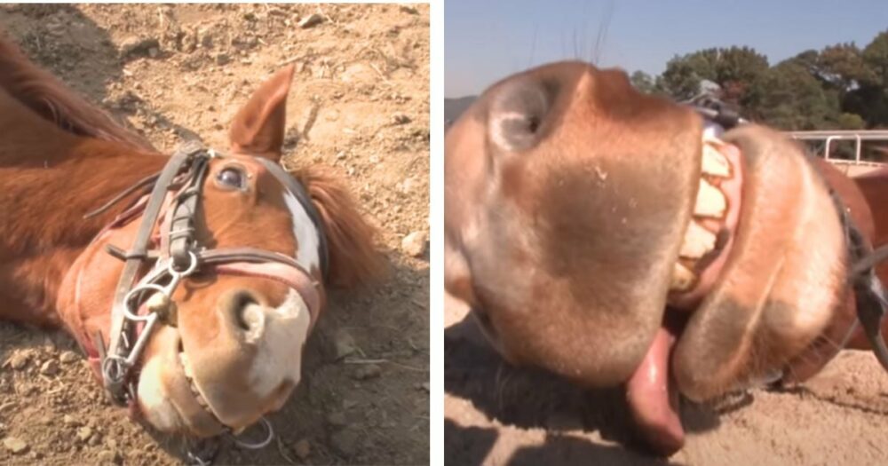 Dramatisches Pferd fällt urkomisch zu Boden und stellt sich tot”, wenn jemand versucht, es zu reiten