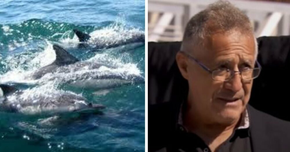 Segler dankt Delphinschar, die ihn zu einer ertrinkenden Frau führte und ihr das Leben rettete