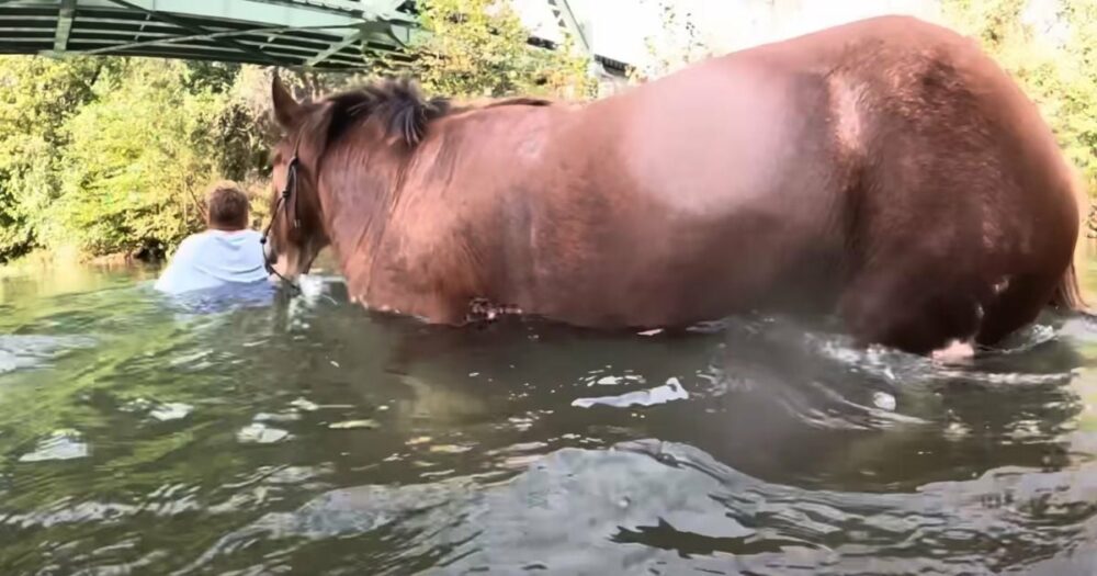 Ein Mann geht mit seinem Pferd ein letztes Mal schwimmen, bevor der Sommer vorbei ist, und die Unterwasseraufnahmen sind wunderschön