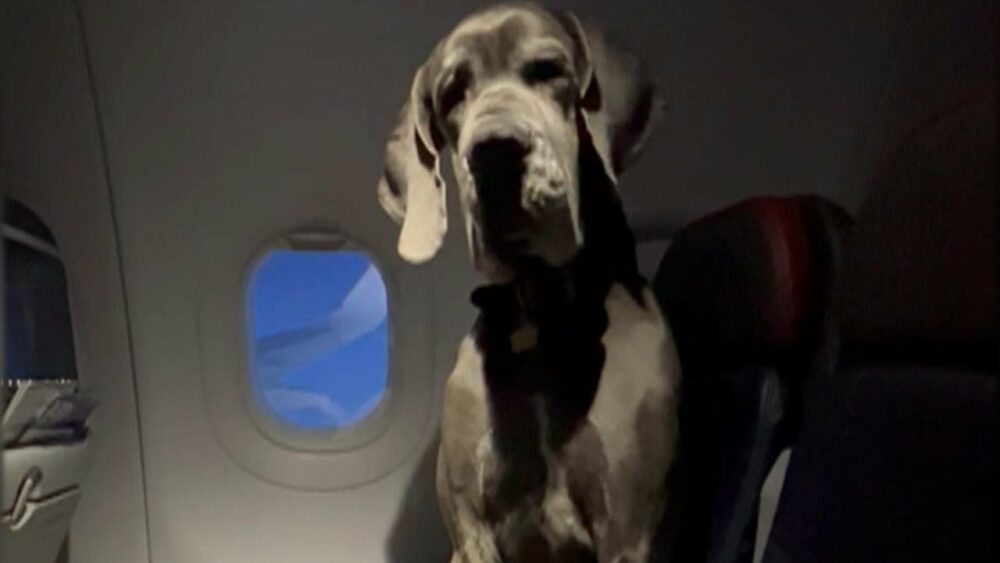Passagier bringt seine riesige Dogge mit an Bord eines Langstreckenfluges
