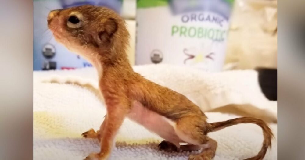 Frau rettet Mini-Eichhörnchen von der Größe einer AA-Batterie” und schwört, ihm beim Wachsen zu helfen