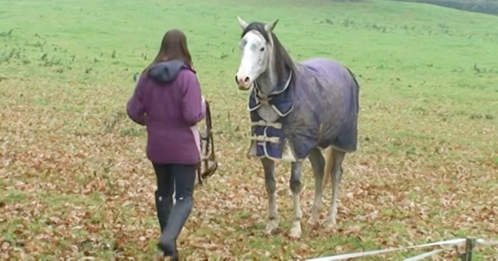 Nach 3 Wochen Trennung trifft das Pferd wieder auf seine Besitzerin, die ihm den besten Empfang bereitet