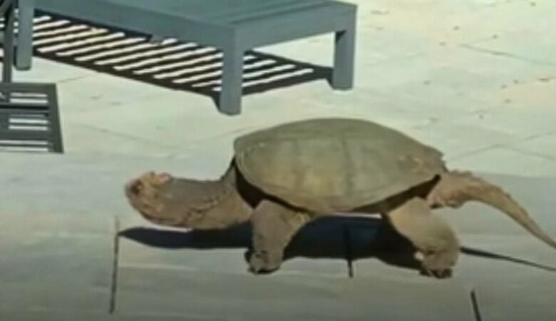 Majestätische Riesenschnappschildkröte im Garten einer Familie, die nicht ahnt, was auf sie zukommen wird