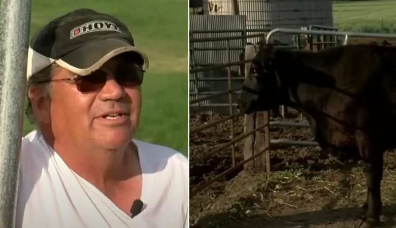 Landwirt fand nichts Ungewöhnliches an der Schwangerschaft einer Kuh, bis sie in den Nachrichten auftauchte