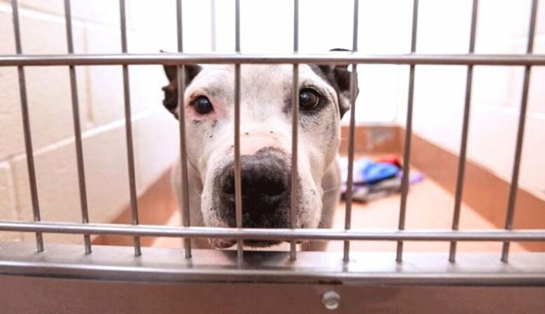 Älterer tauber Hund, der 653 Tage im Tierheim verbracht hat, bittet Passanten, ihn mit nach Hause zu nehmen