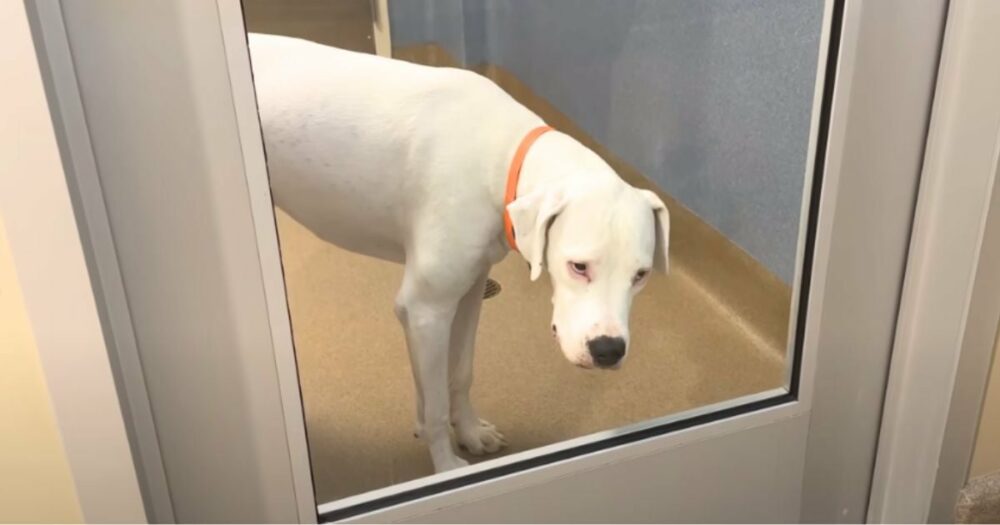 Treuer Hund wartet Tag für Tag vor der Tür des Tierheims und hofft, dass seine Familie ihn abholt