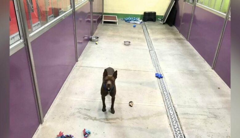 Pitbull mit “traurigen Augen” ist der einzige, der zurückbleibt, wenn alle anderen Hunde im Tierheim ein Zuhause finden