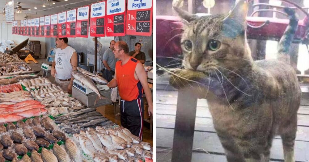 Ein hungriger Kater taucht in einem Fischladen mit einem Blatt im Maul auf, das er als Geld benutzen will