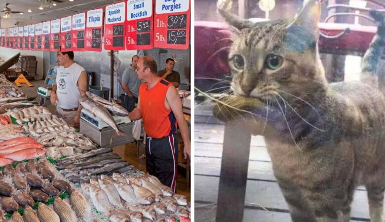 Ein hungriger Kater taucht in einem Fischladen mit einem Blatt im Maul auf, das er als Geld benutzen will