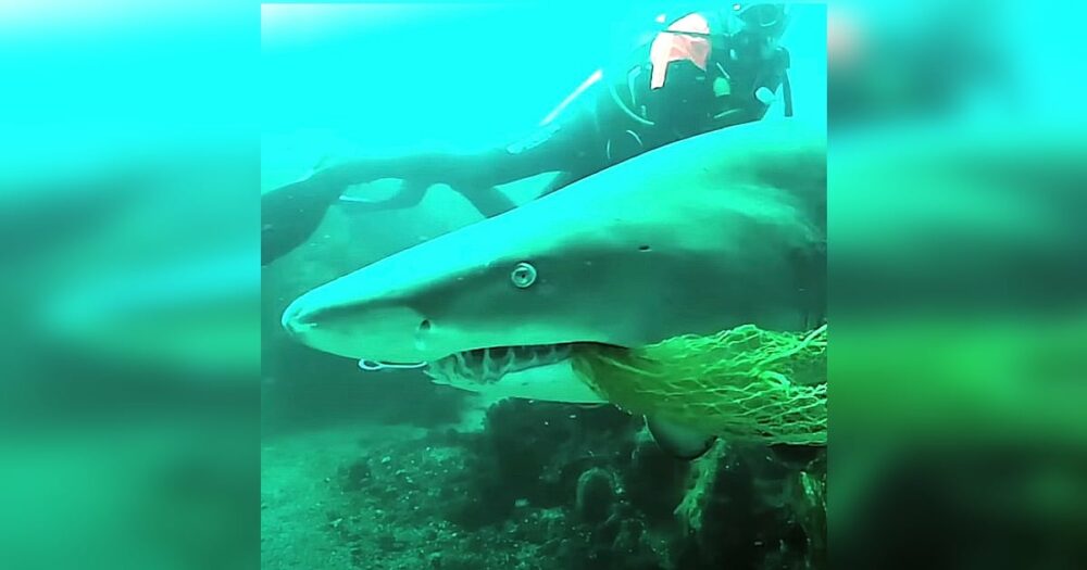 Taucher entdeckt Netz im Haifischmaul und rettet ihn, nicht ahnend, dass er danach ein unglaubliches Dankeschön bekommt