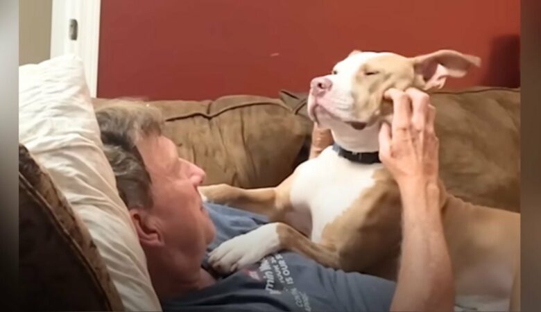 Hund stalkt “widerwilligen” Opa und versucht alles, um ihn zum Pittie-Liebhaber zu machen