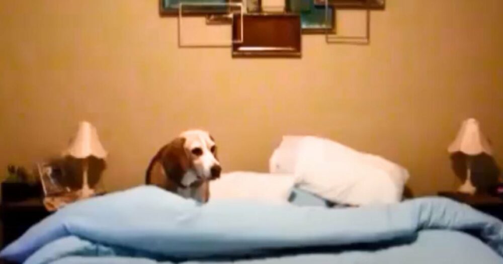 Beagle bringt Tausende von Herzen zum Schmelzen, wenn er seine urkomische “Schlafenszeit-Routine” vorführt