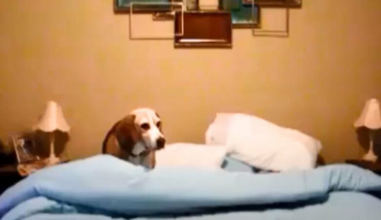 Beagle bringt Tausende von Herzen zum Schmelzen, wenn er seine urkomische “Schlafenszeit-Routine” vorführt
