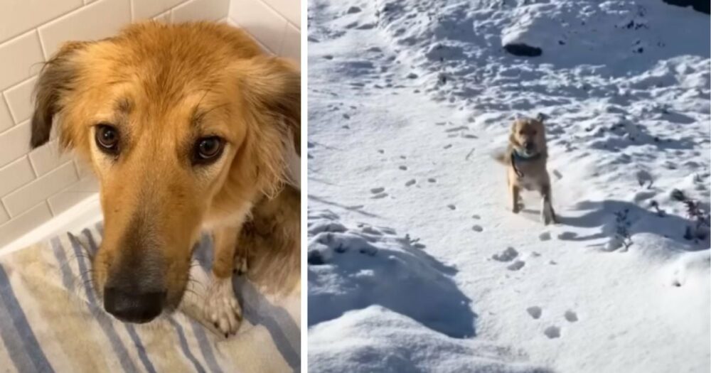 Ein in der Wüste geborener Hund kann seine Freude nicht zügeln, als er zum allerersten Mal Schnee sieht