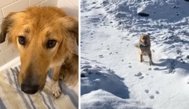Ein in der Wüste geborener Hund kann seine Freude nicht zügeln, als er zum allerersten Mal Schnee sieht