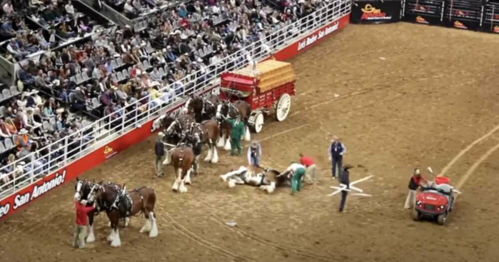 Besorgte Zuschauer beobachten, wie ein Clydesdale-Pferd während eines intensiven Rodeo-Moments in ein Gewirr fällt