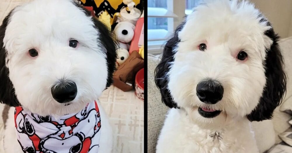 Das Internet schwärmt von diesem niedlichen Hund, der genau wie Snoopy aussieht
