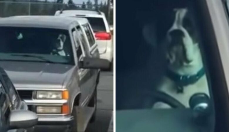 Mann lässt seinen Hund im Auto zurück, während er in einem Geschäft ist, und kommt heraus, um den Welpen vorzufinden, der eine sehr laute Szene macht