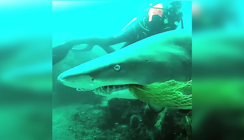 Taucher entdeckt Netz im Haifischmaul und rettet ihn, nicht ahnend, dass er danach ein unglaubliches Dankeschön bekommt
