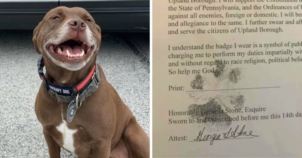 Liebenswerter Pitbull, der von seiner “Familie” zurückgelassen wurde, wird zum offiziellen Polizeihund ernannt
