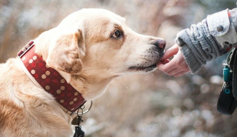 Studien zeigen, dass Hunde erkennen können, ob jemand ein “schlechter” oder “unzuverlässiger” Mensch ist