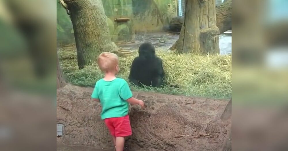Kleinkind und Baby-Gorilla schauen sich in die Augen und beginnen ein Spiel, das niemand ignorieren kann