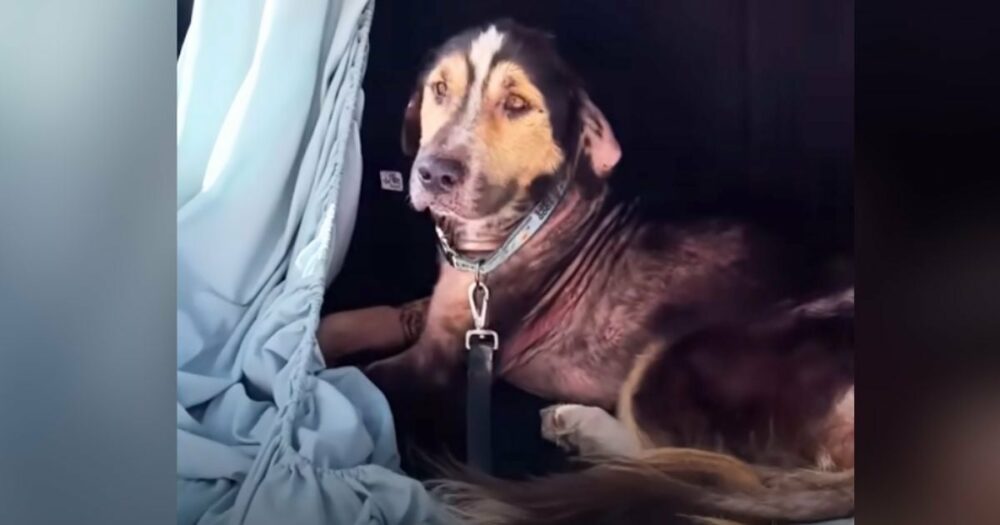 Frau öffnet ihr Auto in der Garage und findet einen streunenden Hund auf dem Beifahrersitz