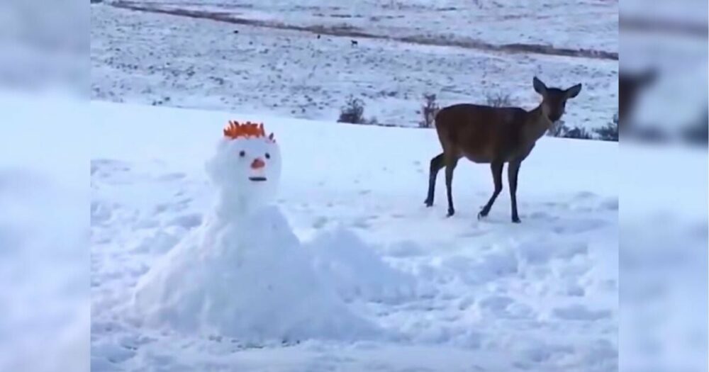 Reh stößt auf Schneemann, der ihm im Weg steht, und die Art, wie es ihn “begrüßt”, wird über 2,4 Millionen Mal angesehen