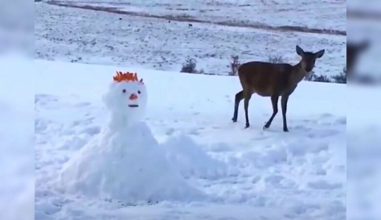 Reh stößt auf Schneemann, der ihm im Weg steht, und die Art, wie es ihn “begrüßt”, wird über 2,4 Millionen Mal angesehen